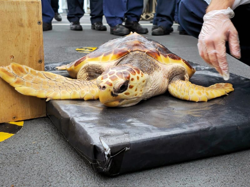 One of the six rare loggerhead turtles found by the crew of a Royal Navy warship after washing up on UK shores