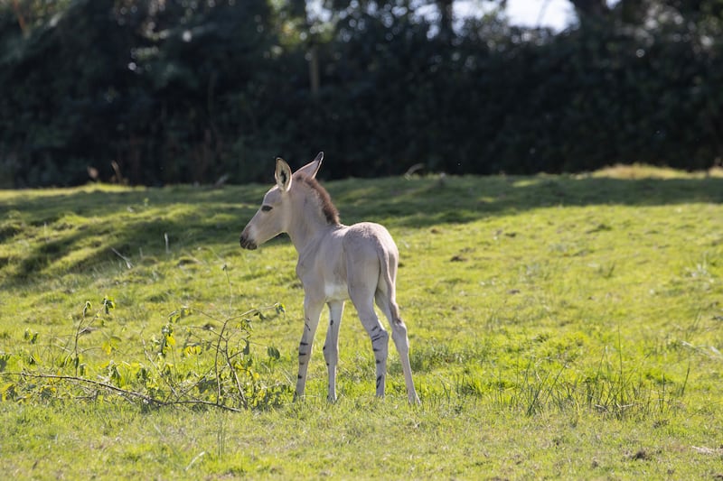 The rare Somali wild ass, which is often mistaken as a donkey, has distinctive black stripes on its legs (Knowsley Safari)