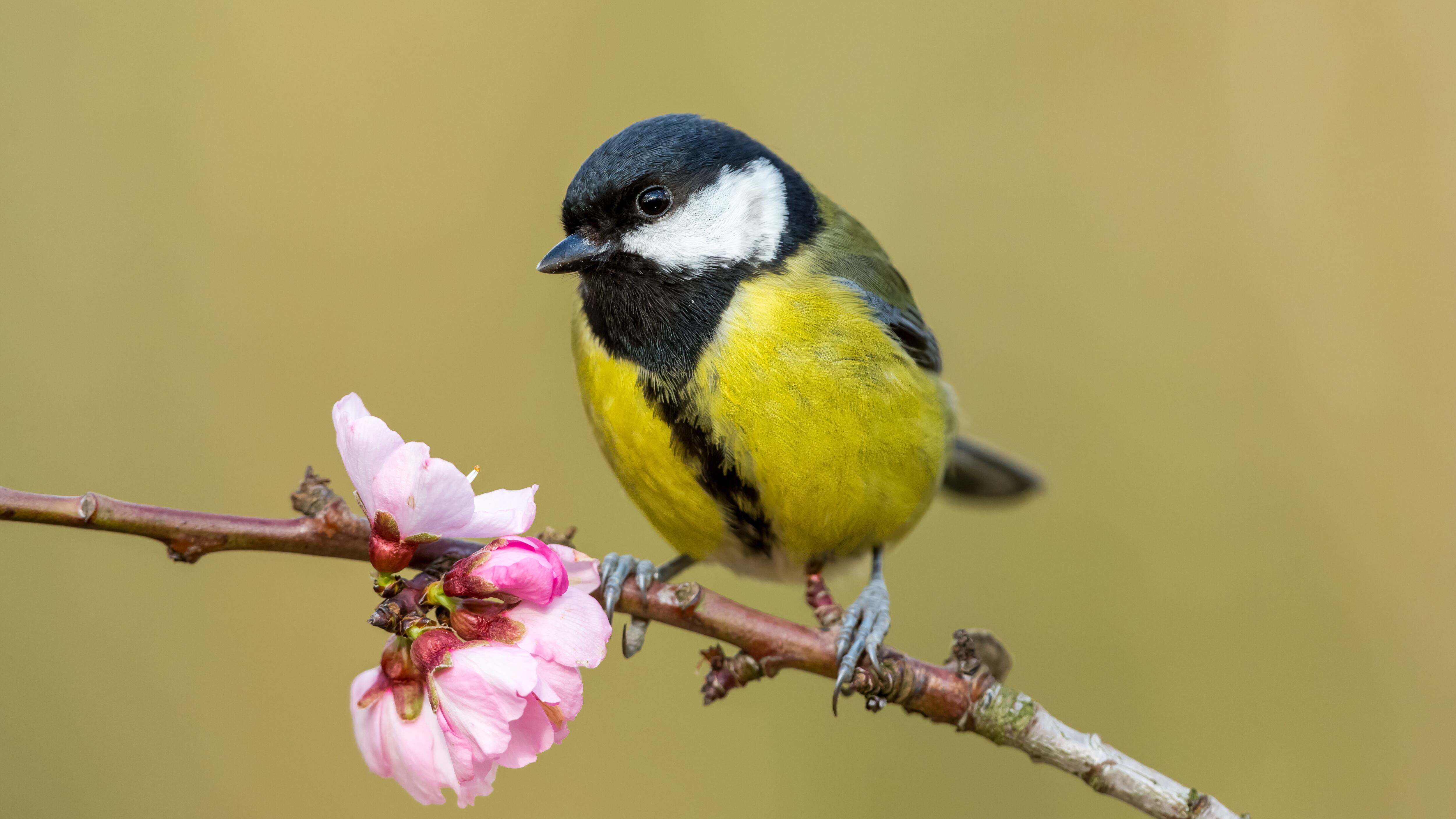 Great tit (Scientific name: Parus Major) perched on pink cherry blosson branch in Springtime.  Facing left.  Clean background.  Space for copy.  Horizontal.