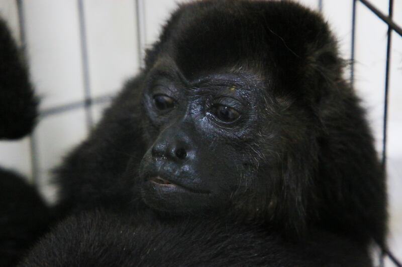 A howler monkey sits inside a cage with others at a veterinarian clinic after they were rescued (Luis Sanchez/AP)
