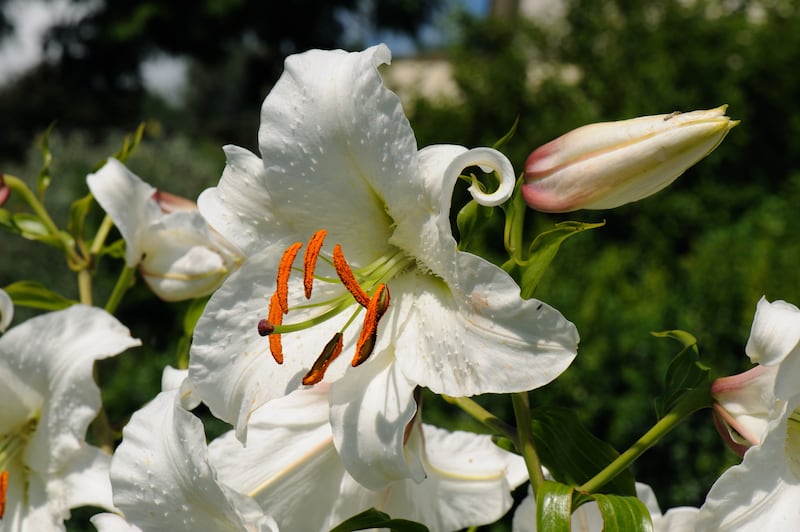 Lilium regale