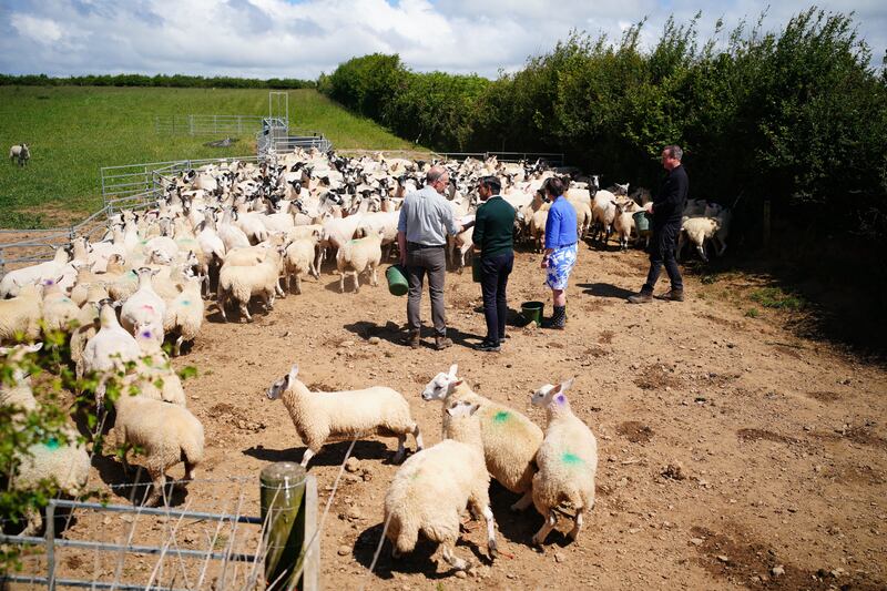 (left to right) Farmer David Chugg, Prime Minister Rishi Sunak, parliamentary candidate for North Devon Selaine Saxby and Foreign Secretary Lord David Cameron feed sheep