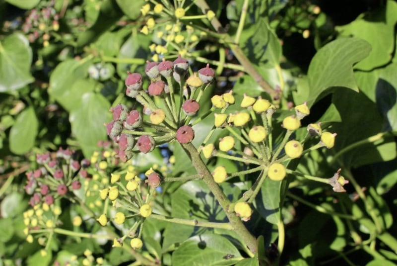 Ivy berries will feed the birds and garland your mantelpiece 