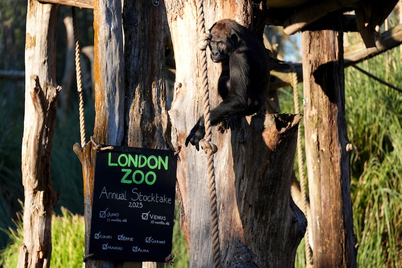 A gorilla during the annual stocktake at ZSL London Zoo