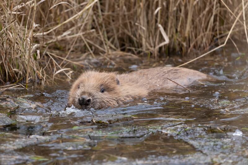 Beaver in water