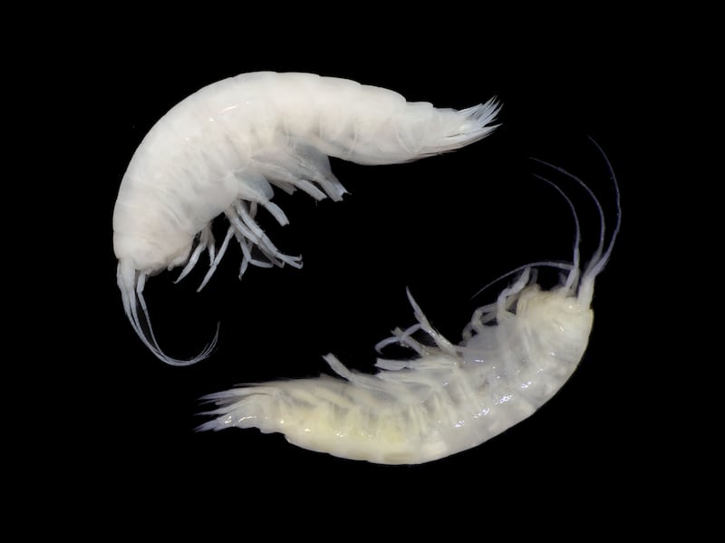 Valettietta synchlys (top) and Valettietta trottarum (bottom) – two species of deep-sea scavenging amphipod (shrimp-like crustaceans). They were collected in the Clarion-Clipperton Zone which is threatened by deep-sea mining and are part of the museums efforts to document the biodiversity in this region. (NHM/Steward et al.)