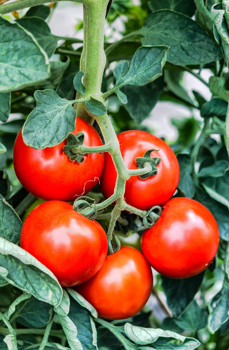 Growing tomatoes in a greenhouse