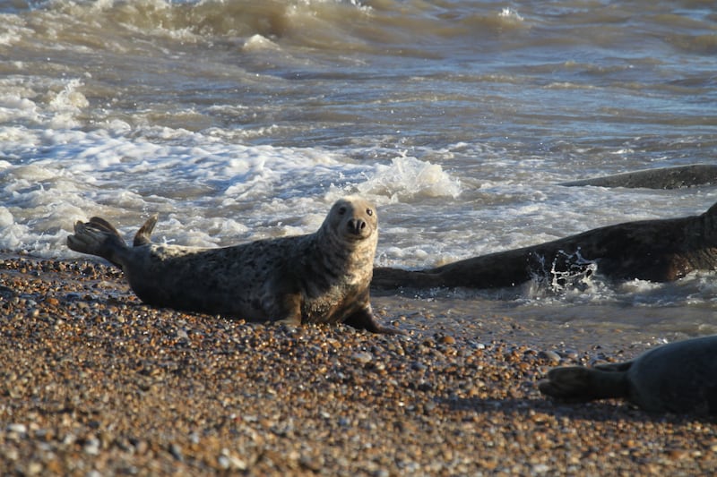 An adult grey seal on Orford Ness beach.