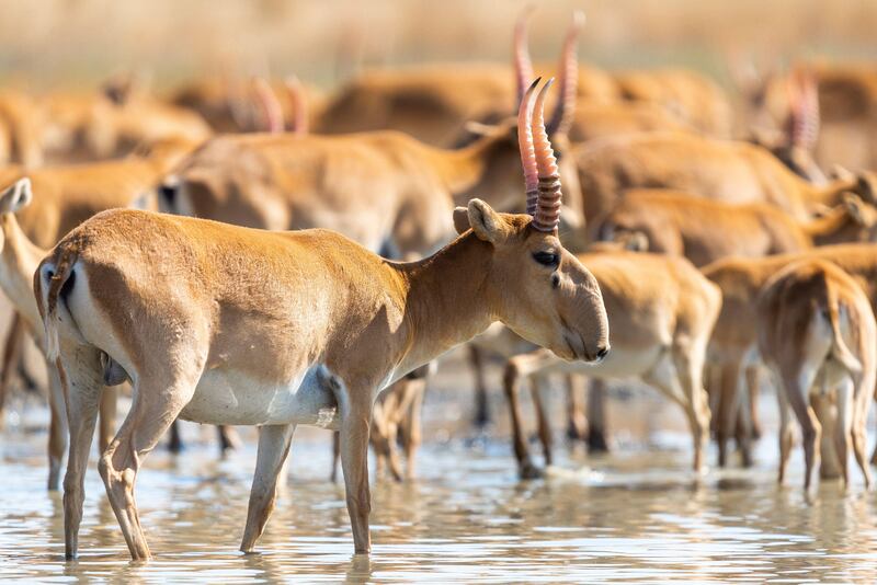 International conservation efforts have helped the saiga antelope stage a comeback in Kazakhstan