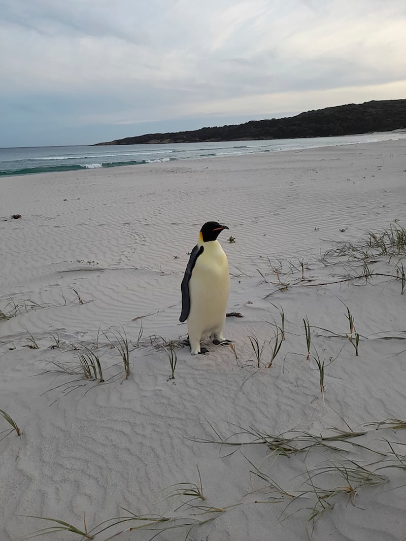 The animal is thousands of miles from its normal habitat on Antarctica (DBCA via AP)