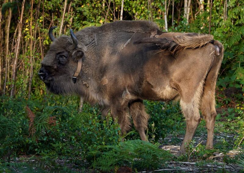 One of four of bison explores her surroundings as they are released into West Blean and Thornden Woods, (Gareth Fuller/PA)