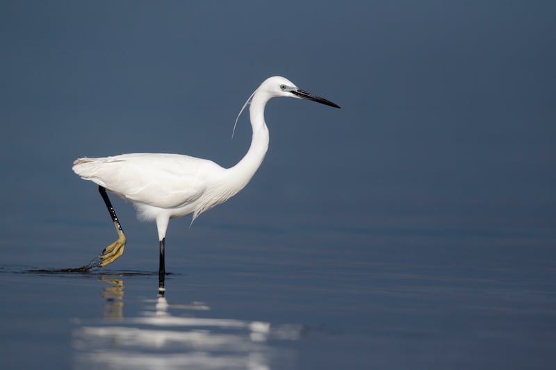 Little egret, Egretta garzetta, single bird standing in water, Western Spain, April 2010