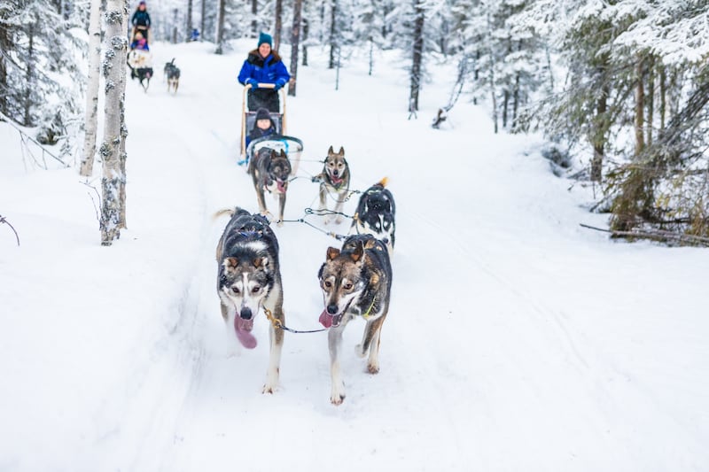 Take husky rides in search of the aurora