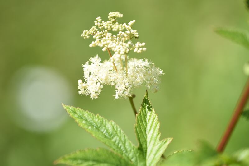 Meadowsweet