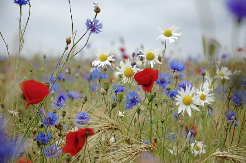 Bright, arresting colours may signal a lack of authentic wildflowers 