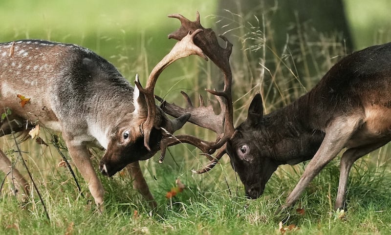 Two male fallow deer lock antlers in Dublin's Phoenix park during rutting season. Picture date: Thursday October 10, 2024. PA Photo. Photo credit should read: Brian Lawless/PA Wire