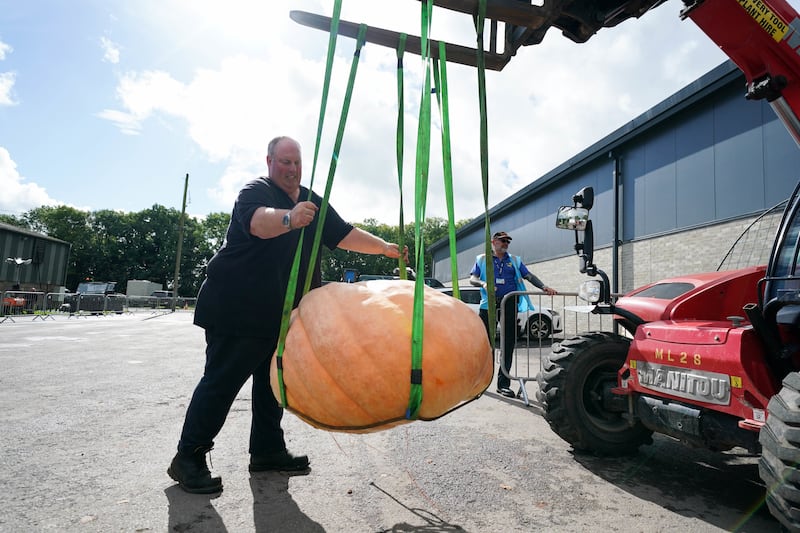 Tim Saint transports a pumpkin he is entering in the UK national giant vegetables championship