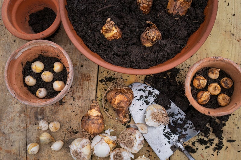 Layering your bulbs ensures months of colour in your garden