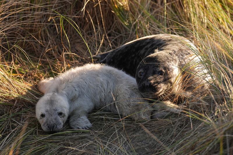 A young grey seal in the dunes at Horsey in Norfolk