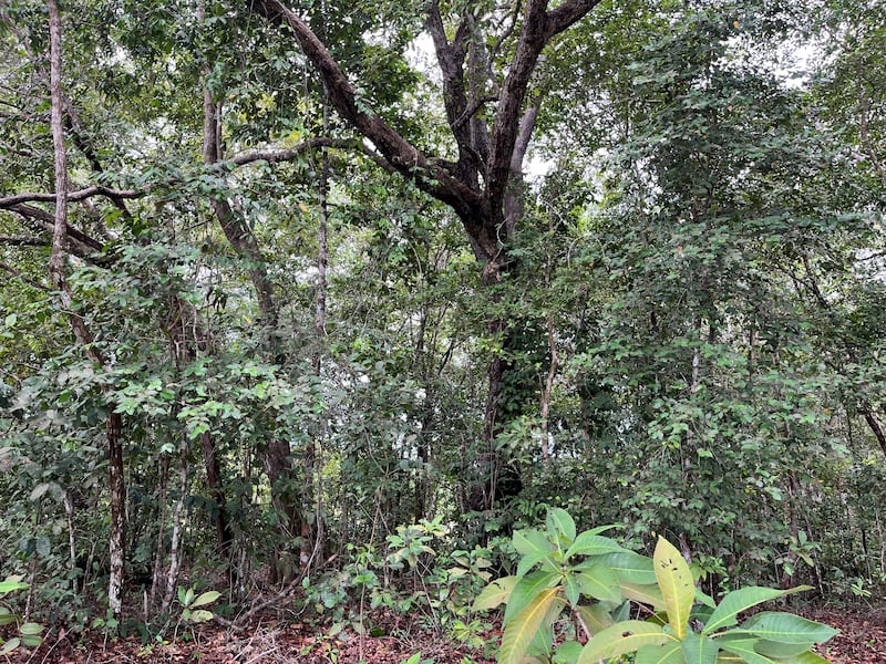 Forests in Gabon are sustainably managed