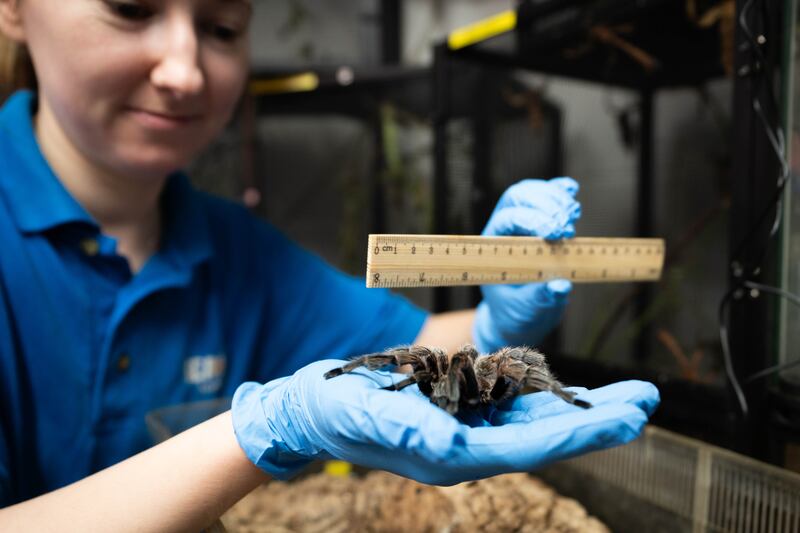 A tarantula is measured at the Sea Life London Aquarium during the annual ‘count and clean’