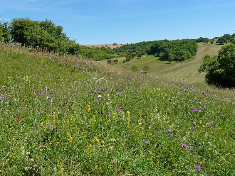 New wildflower habitat at Pyecombe Golf Course thanks to work between club and National Park rangers