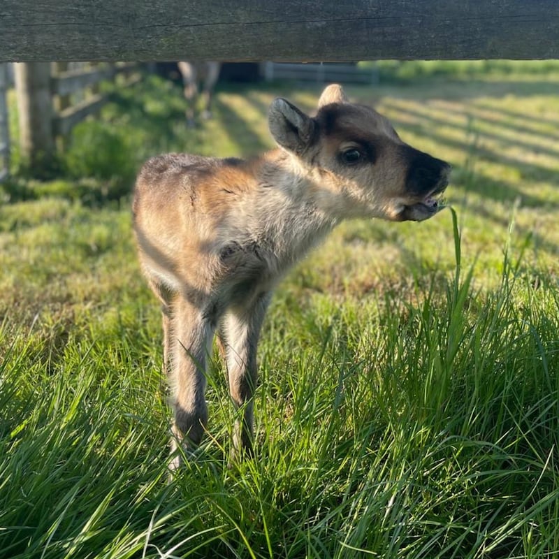 Asta the baby reindeer