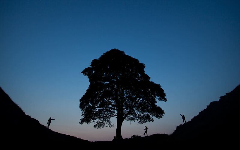 The tree was a much-loved feature of the Northumberland landscape