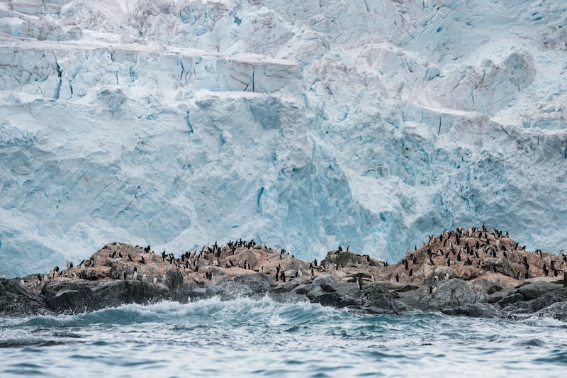 Chinstrap penguin colony in Antarctica