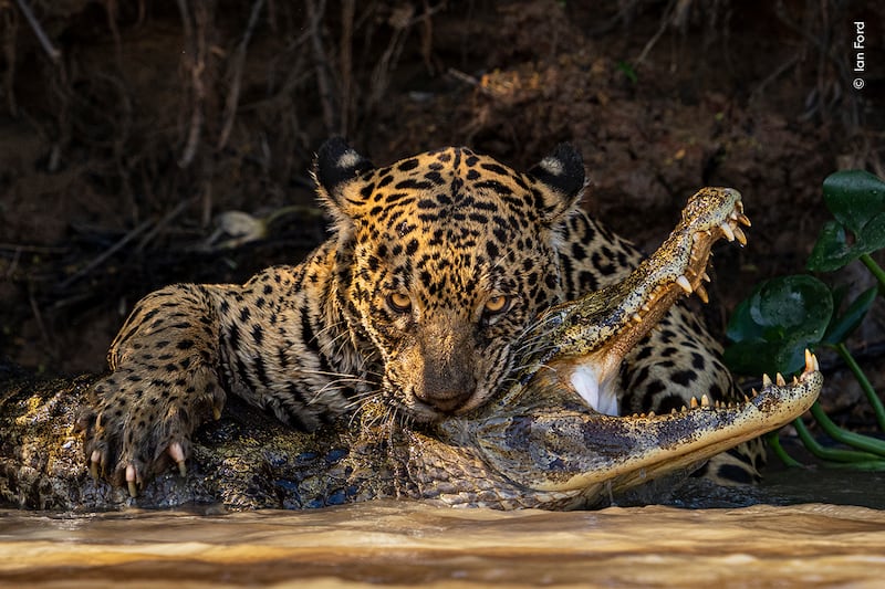 The moment a jaguar delivers a fata bit to a caiman in the Pantanal. (Ian Ford/Wildlife Photographer of the Year)