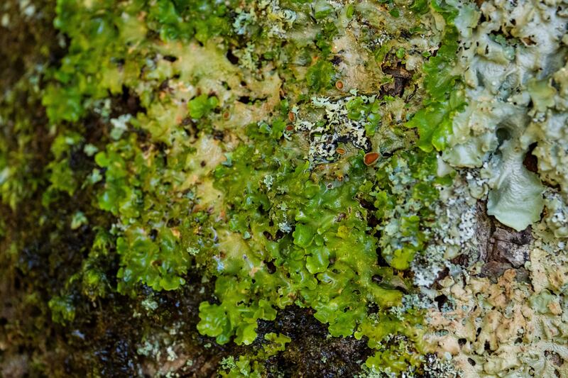 Lichens growing on a tree in a temperate rainforest on the Ardtornish estate on the Morvern Peninsula.(HEIF/European Nature Trust/Gethin Chamberlain)