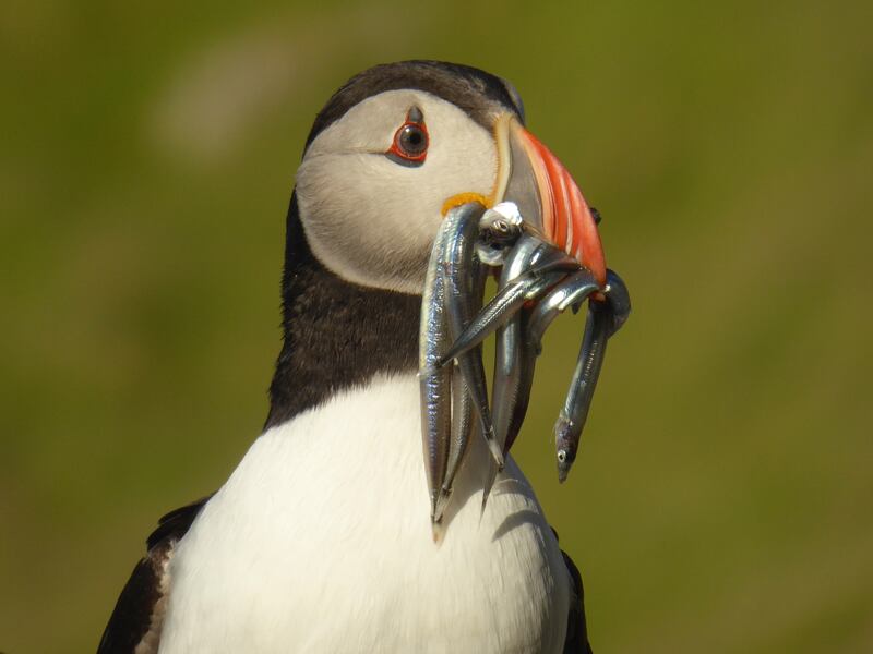 Puffins benefit from the closure of the sandeel fishery, the RSPB says