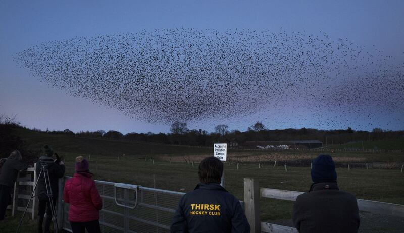 Starling Murmuration