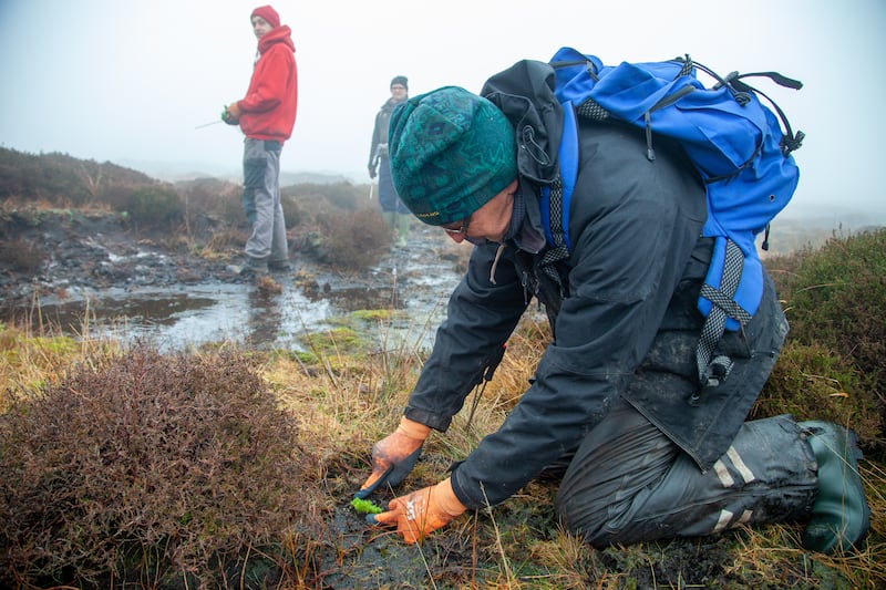 Conservationists plant Sphagnum on Marsden Moor, West Yorkshire. (National Trust/Victoria Holland)